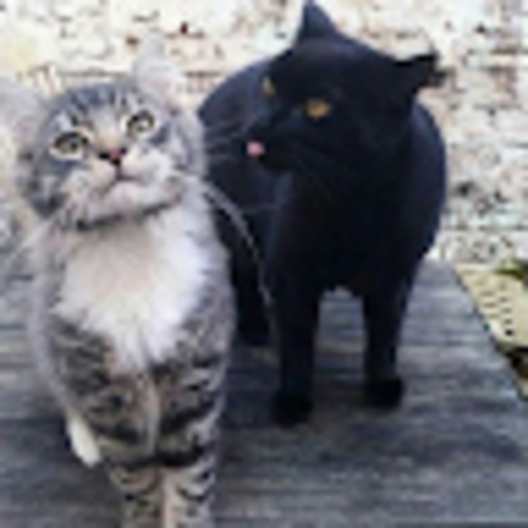 Meet your Posher, Aurelia - Picture 1 of 1